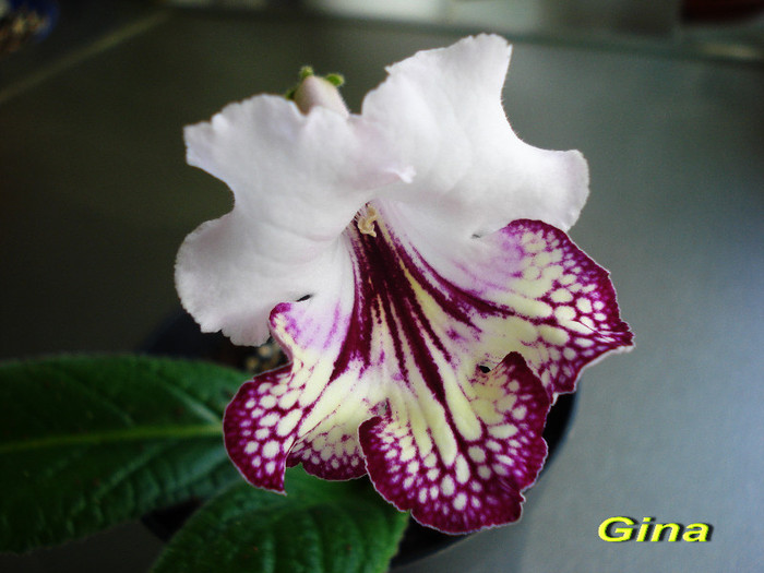 Gina (29-04-2012) - Streptocarpusi 2012