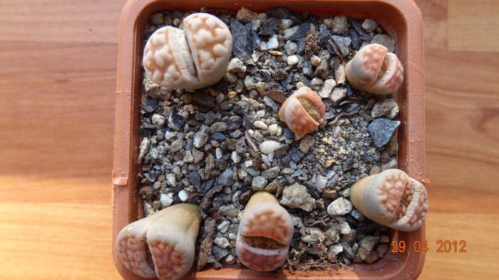 L.Karasmontana C168 I am din 28.Iul.2011