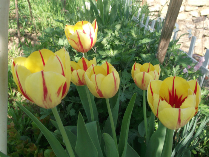 DSCF2153 - gradina primavara 2012