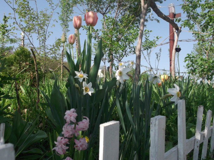 DSCF2160 - gradina primavara 2012