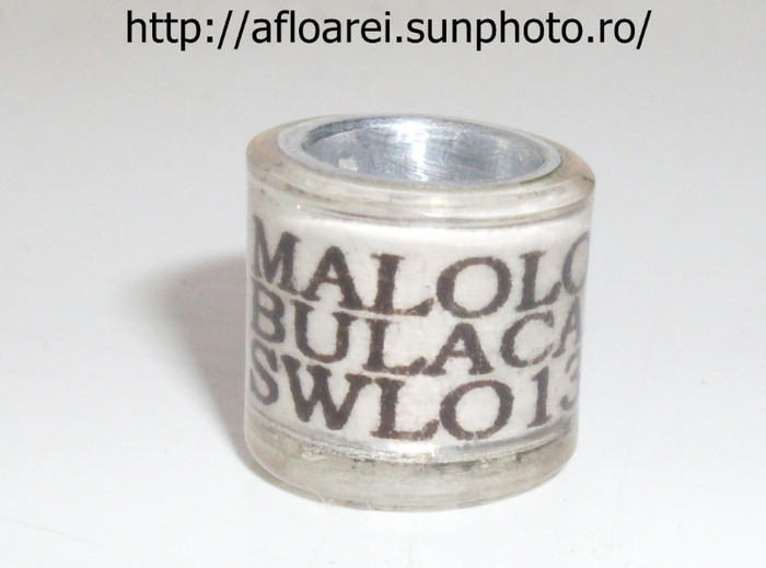 malolo - inele colectie-Pigeon Rings Collection