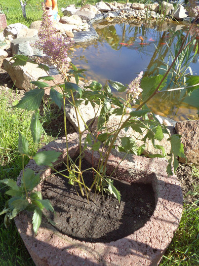 DSC01119 - Astilbe