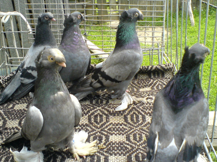 DSC05222; CULOAREA CIOCULUI CELOR DOI ALBAȘTRI DIN STÂNGA IMAGINII ESTE . . .
