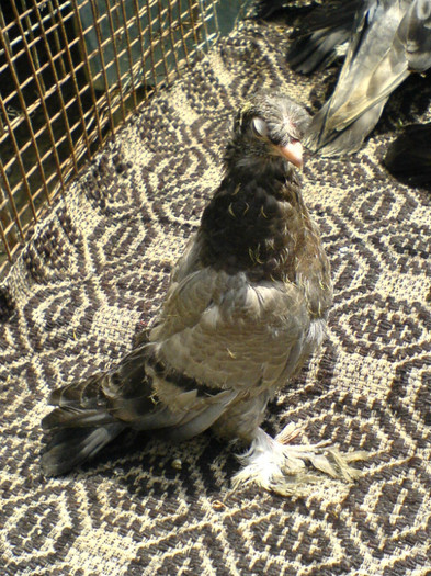 DSC05225; CULOAREA CIOCULUI ACESTUI PUIUȚ ALBASTRU ESTE . . .
