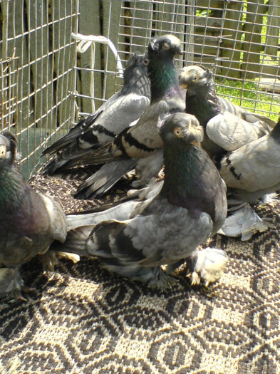 DSC05226; CULOAREA CIOCULUI LA ALBASTRUL DIN CENTRUL IMAGINII, RESPECTIV A CELUI DIN SPATELE SĂU ESTE . . .
