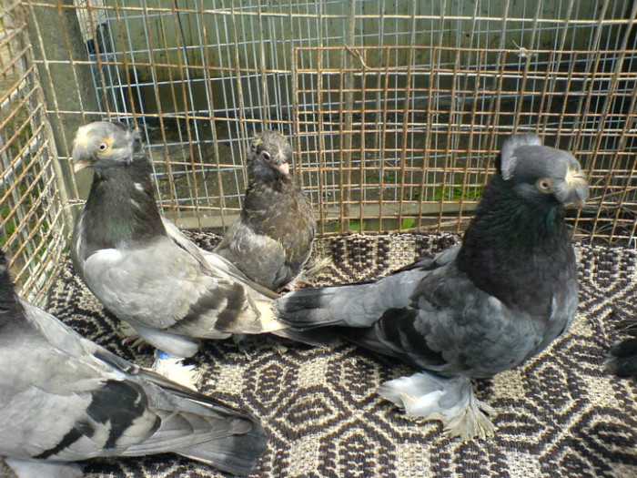 DSC05230; CULOAREA CIOCULUI CELOR TREI PĂSĂRI DIN IMAGINE ESTE . . .
