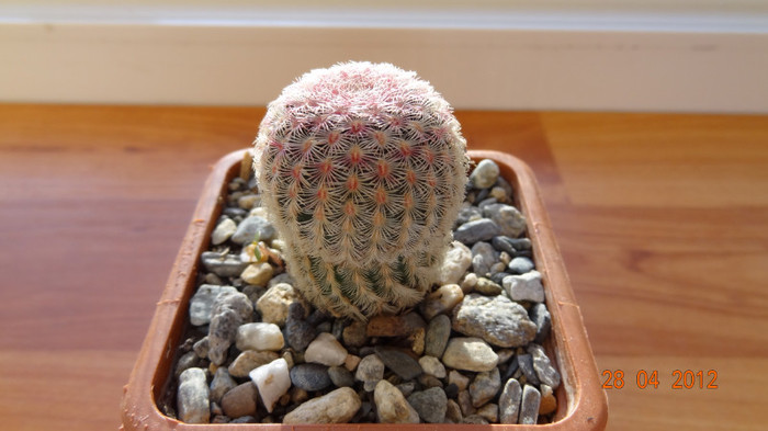 DSC04226 - Cactusi si Suculente 2012