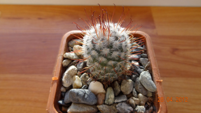 DSC04234 - Cactusi si Suculente 2012