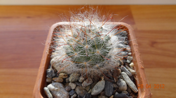 DSC04236 - Cactusi si Suculente 2012