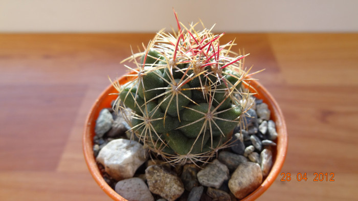 DSC04241 - Cactusi si Suculente 2012