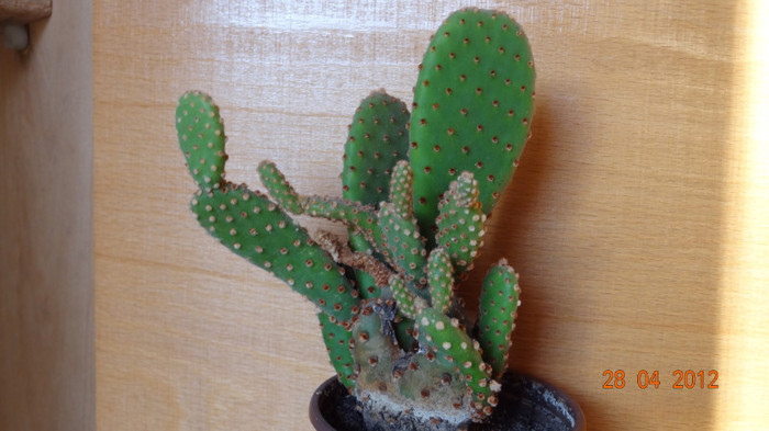DSC04247 - Cactusi si Suculente 2012