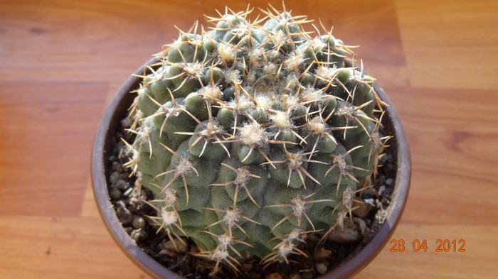 DSC04252 - Cactusi si Suculente 2012