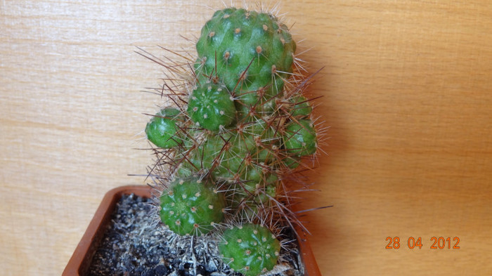 DSC04257 - Cactusi si Suculente 2012