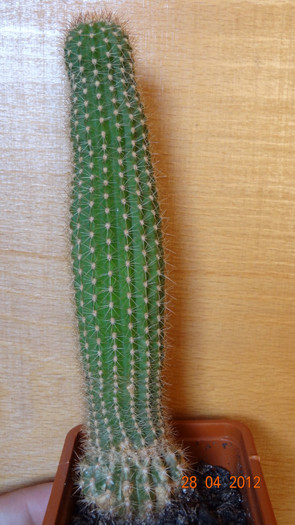 DSC04268 - Cactusi si Suculente 2012