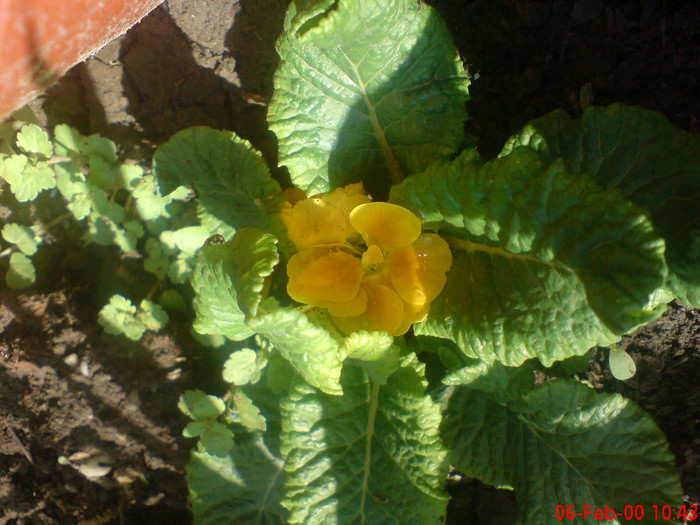 primula