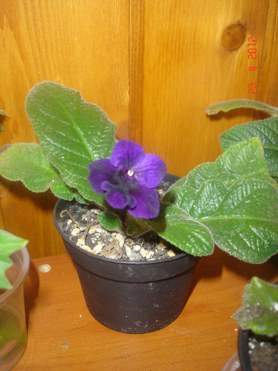 DSC04354