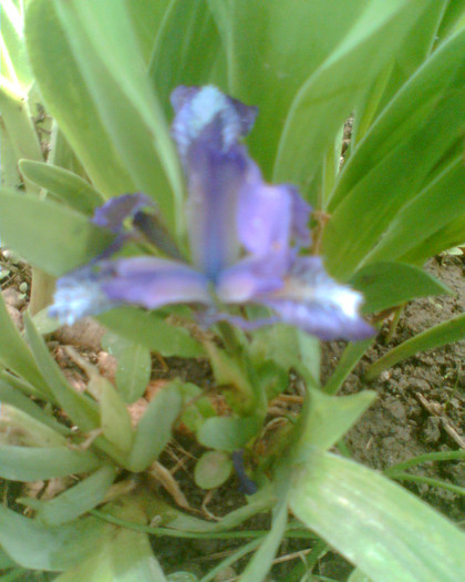 Imag016 - Irisi