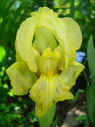 19. "Primrose"