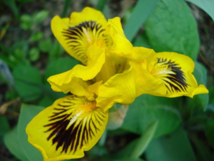 DSC06875 - Eyebright