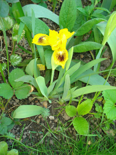 DSC07098 - Eyebright