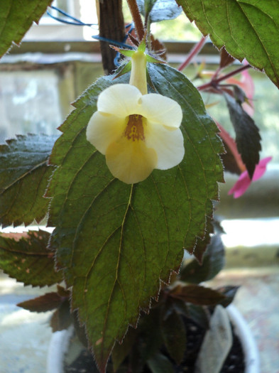 Yellow Beauty - Acasa_Achimenes