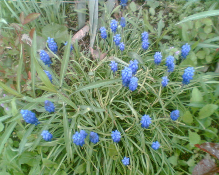 Imag031 - Muscari