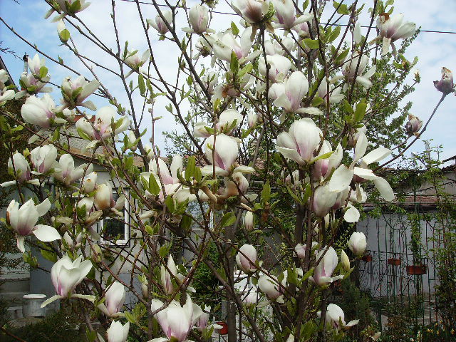magnolia inflorita - flori la sfarsit de aprilie 2012