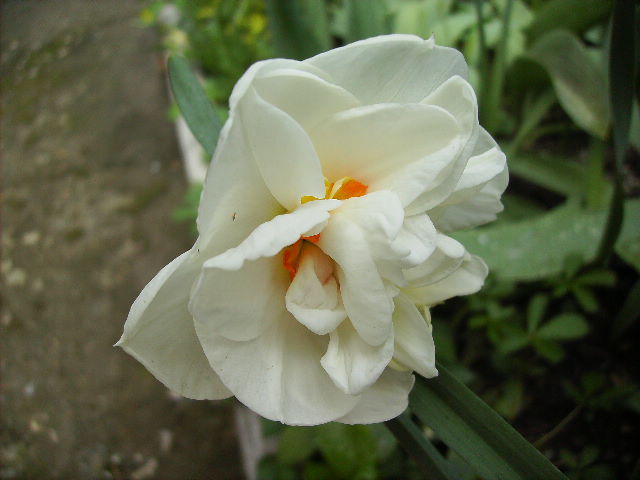 narcisa - flori la sfarsit de aprilie 2012