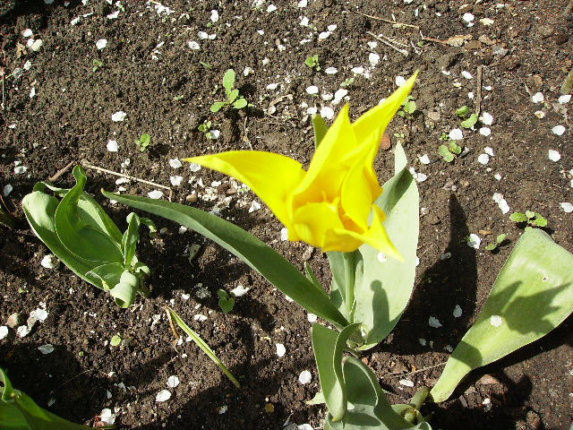 lalea - flori la sfarsit de aprilie 2012