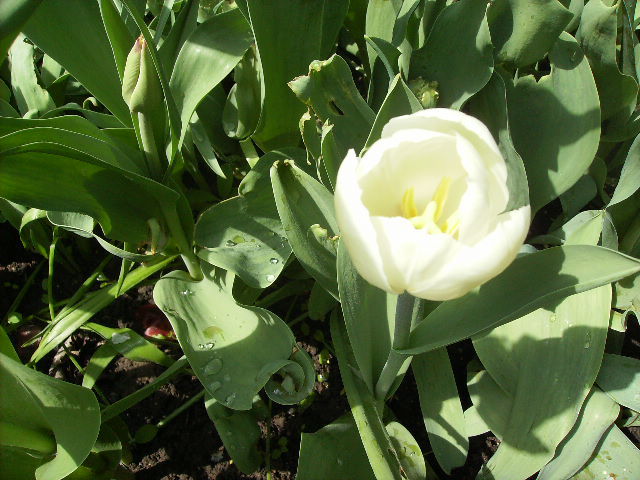 lalea - flori la sfarsit de aprilie 2012