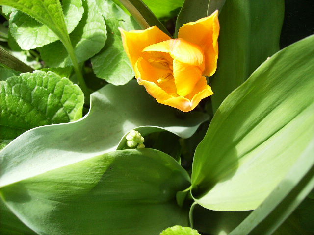 HPIM5135 - flori la sfarsit de aprilie 2012