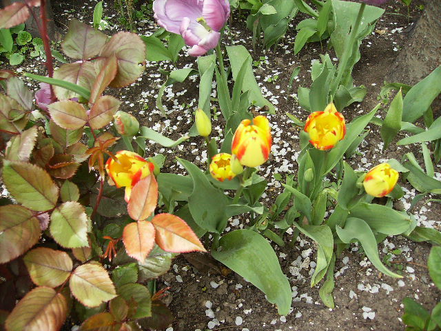 lalea cu flori multiple pe aceeiasi tija - flori la sfarsit de aprilie 2012