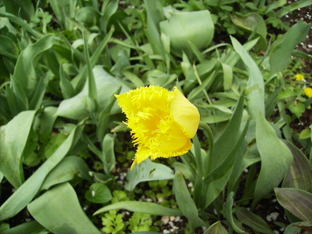 lalea - flori la sfarsit de aprilie 2012