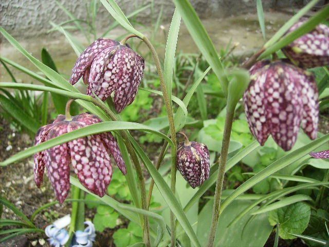 fritilaria - flori la sfarsit de aprilie 2012