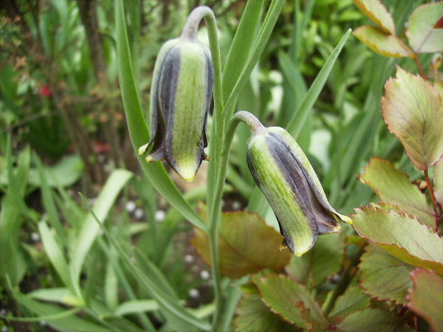 fritilaria