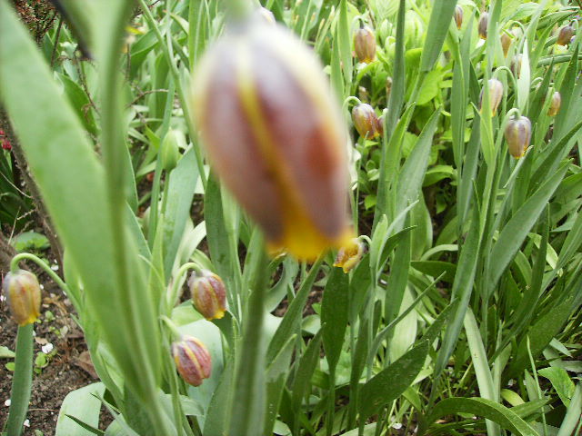 fritilaria