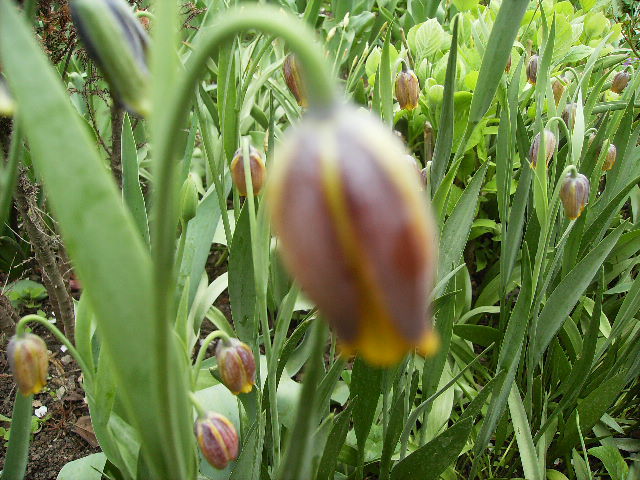 fritilaria 2 - flori la sfarsit de aprilie 2012