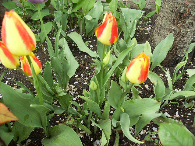 lalele multiple - flori la sfarsit de aprilie 2012