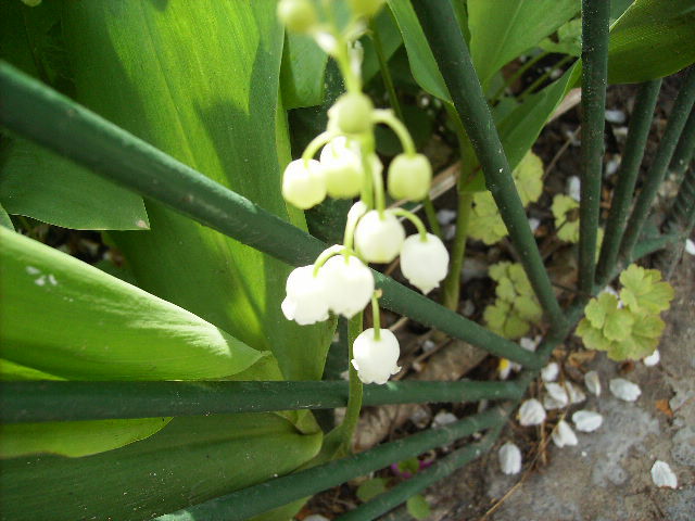lacramiara - flori la sfarsit de aprilie 2012