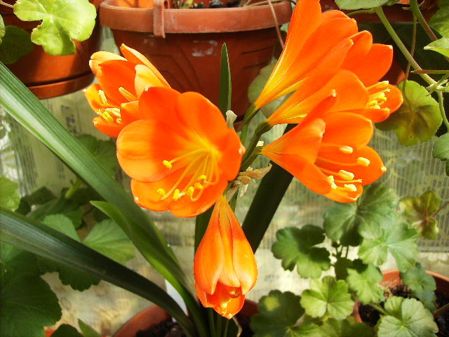 clivia portocalie - flori la sfarsit de aprilie 2012