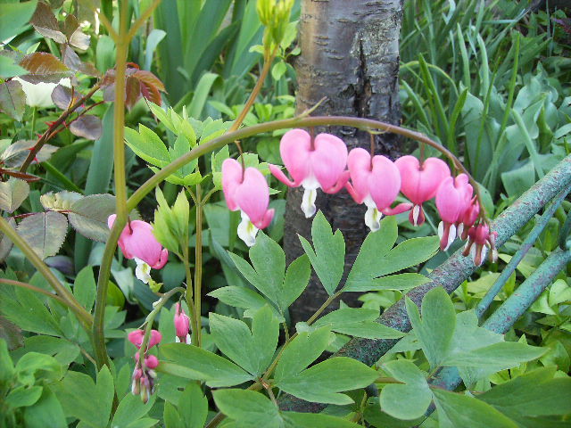 dicentra roz