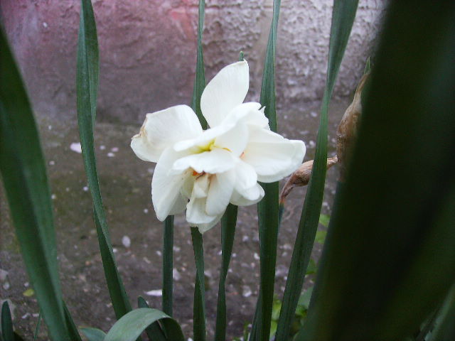 narcisa - flori la sfarsit de aprilie 2012