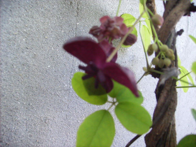 achebia - flori la sfarsit de aprilie 2012