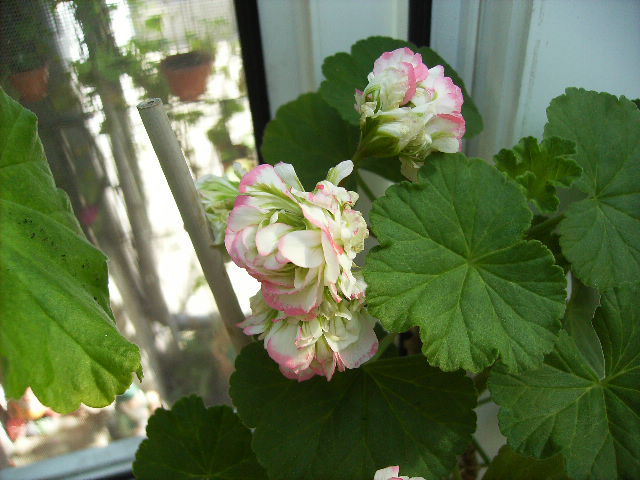 muscata - flori la sfarsit de aprilie 2012