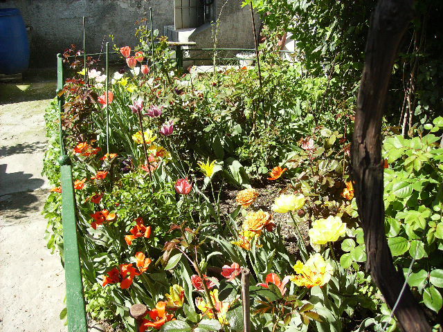 lalele - flori la sfarsit de aprilie 2012