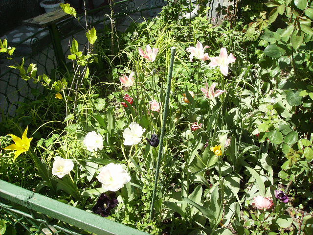 lalele 2 - flori la sfarsit de aprilie 2012