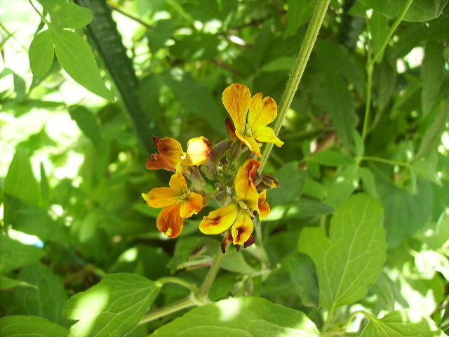 HPIM5202 - flori la sfarsit de aprilie 2012