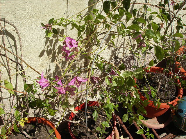 bougainvilea - flori la sfarsit de aprilie 2012
