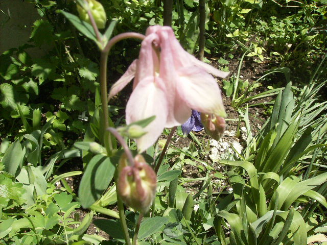 aguilergia - flori la sfarsit de aprilie 2012