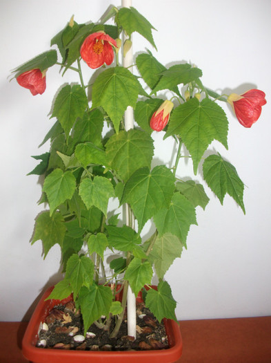 poze 185 - abutilon aprilie